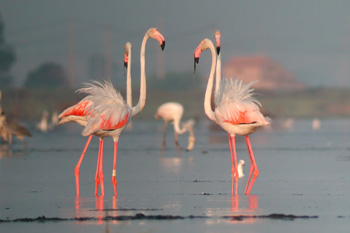 flamencos en el Delta del Ebro