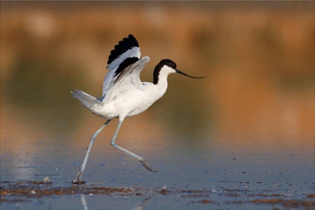 Observatorio de aves