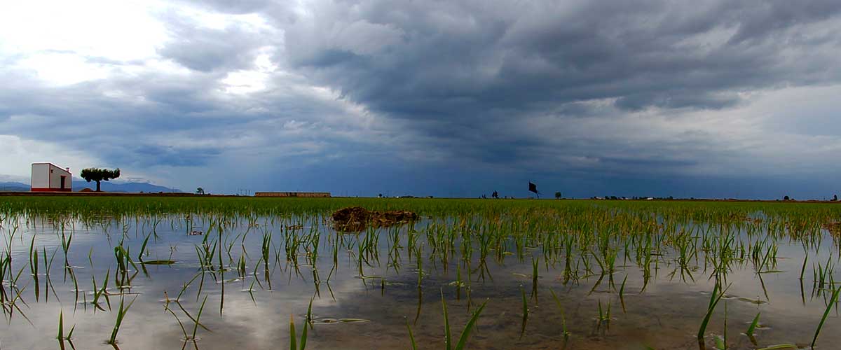 Campos de arroz en el Delta del Ebro