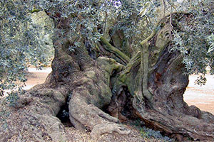 olivos milenarios en ulldecona